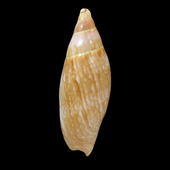sericata 95,8mm