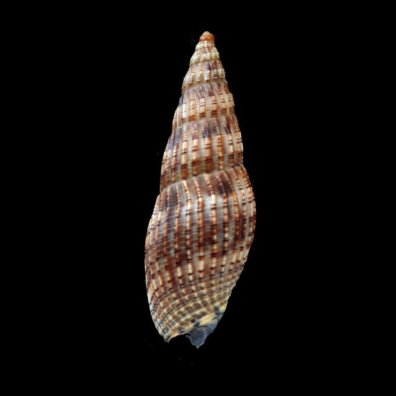 solangeae 61,0mm