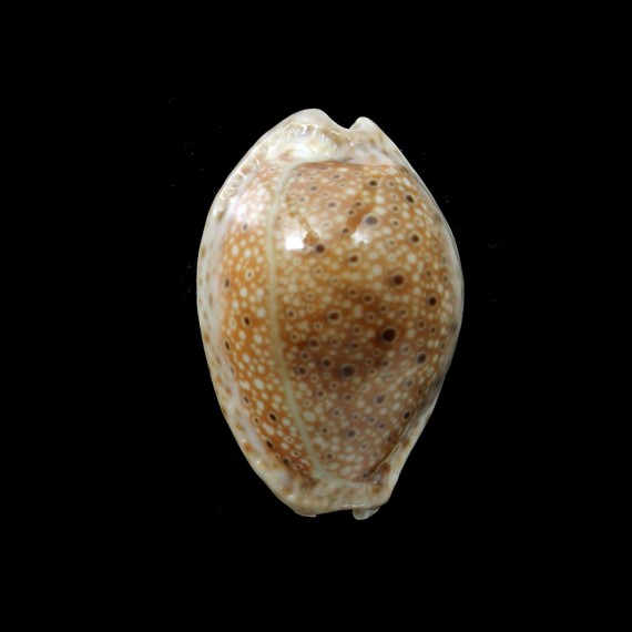ocellata 31,0mm