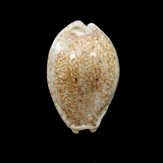 ocellata 31,3mm SPECIAL