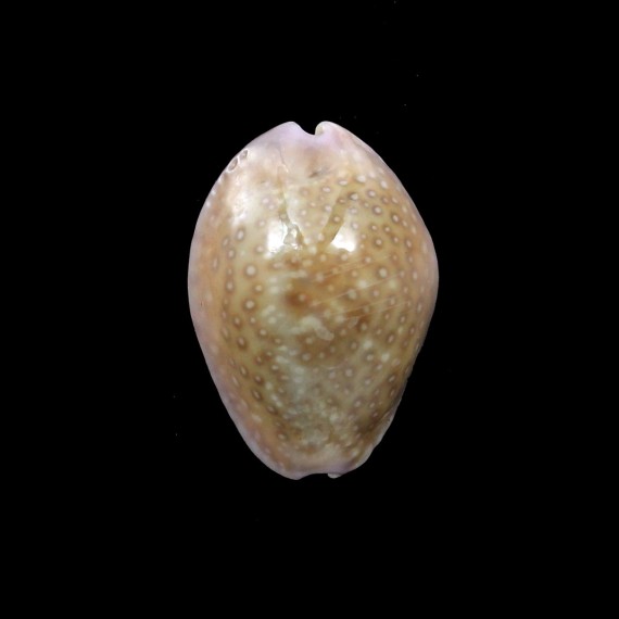 poraria 22,2mm