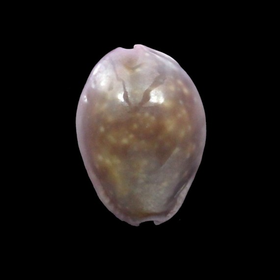 poraria 17,2mm