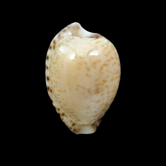 algoensis 22,9mm