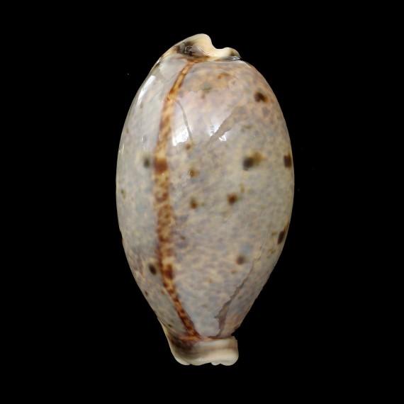 lynx vanelli 70,2mm