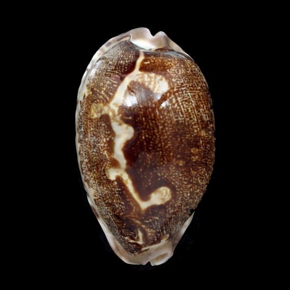 rosea ultraviola 67,5mm DARK