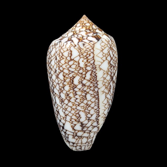 archiepiscopus concatenatus 65,4mm