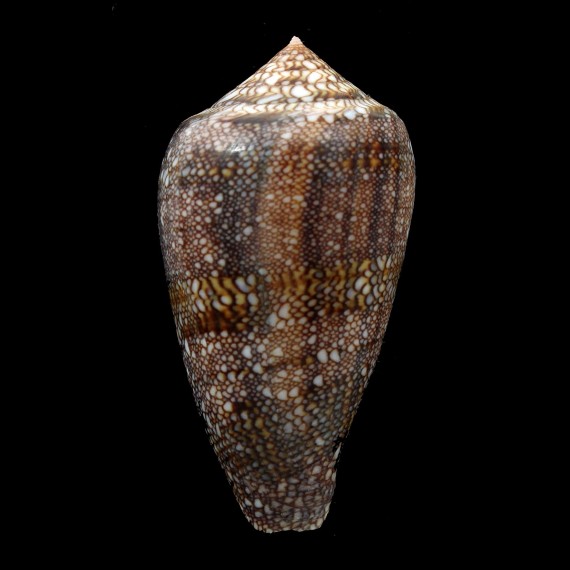 archiepiscopus 56,0mm