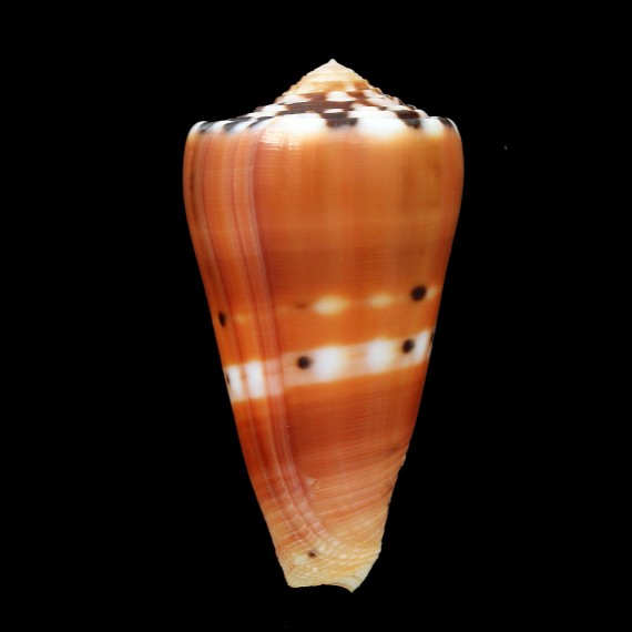 barthelemyi 59,8mm