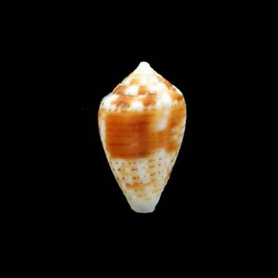 selenae 14,1mm COLORFUL