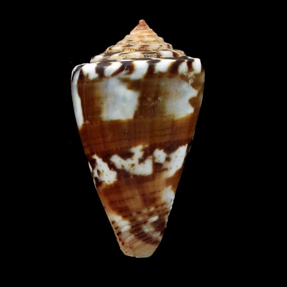 brasiliensis 24,3mm SUPERB