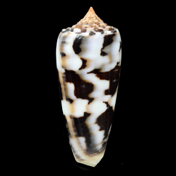 gubernator 95,5mm
