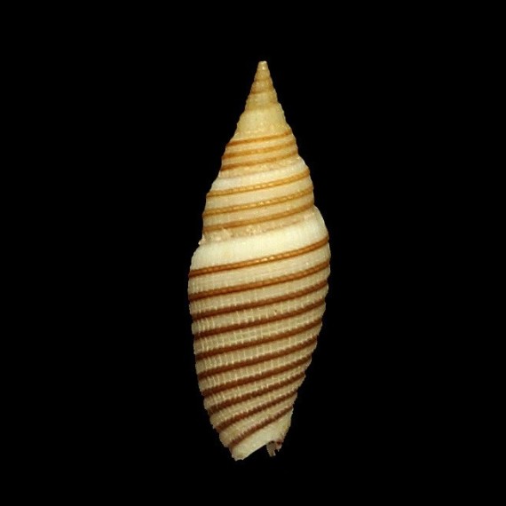 filaris