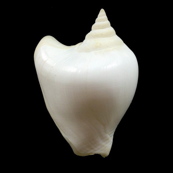 canarium guidoi 43,2mm