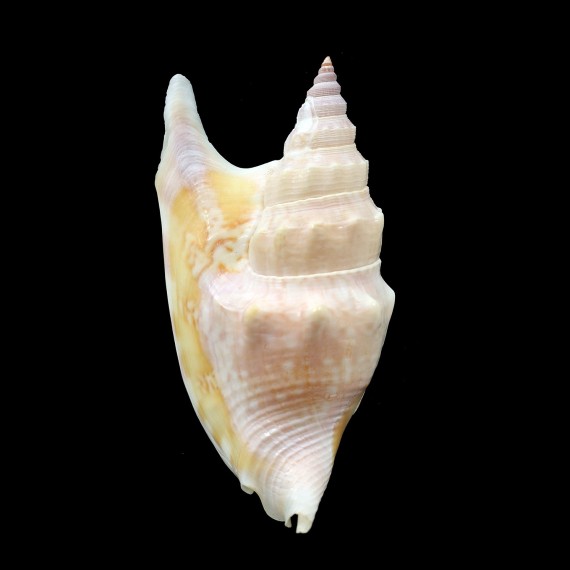 vomer 76,2mm