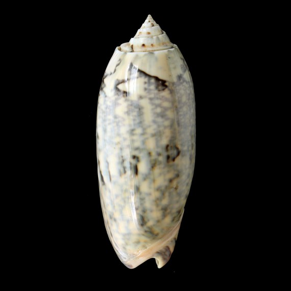 miniacea tremulina 88,1mm
