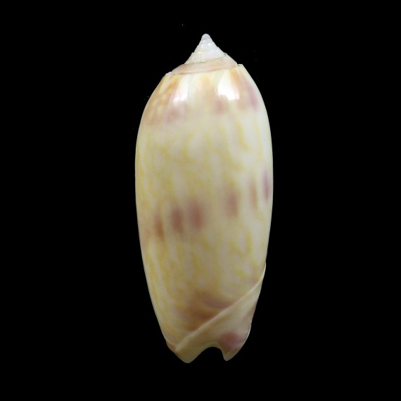 miniacea berti 44,4mm