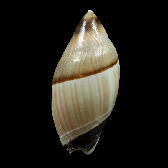 optima 52,7mm BIG