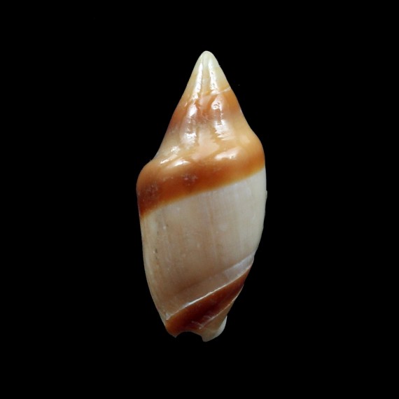 fuscolingua 26,0mm RARE