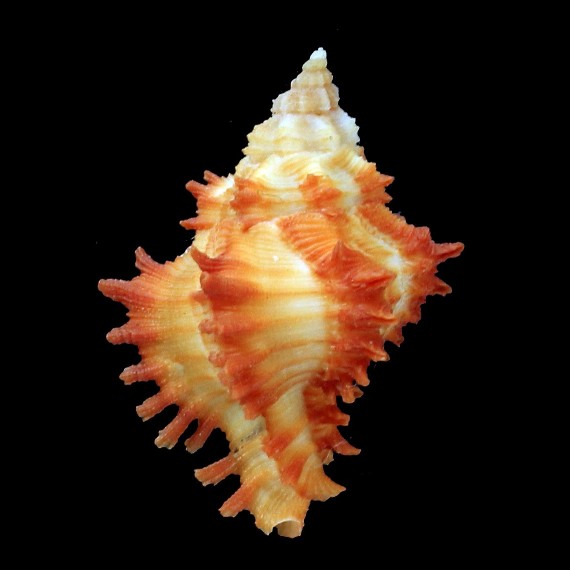 angularis 33,2mm