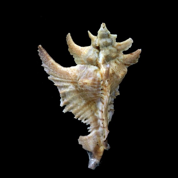 gambiensis 57,0mm