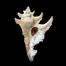 gambiensis 57,0mm
