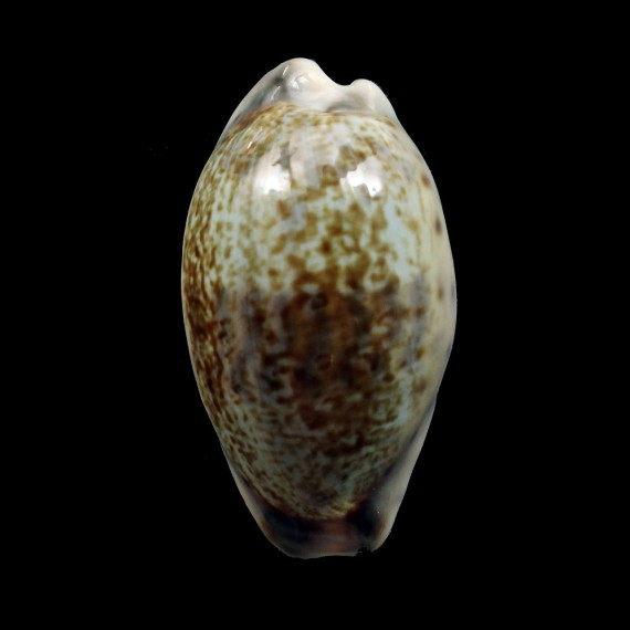zonaria 40,8mm BIG