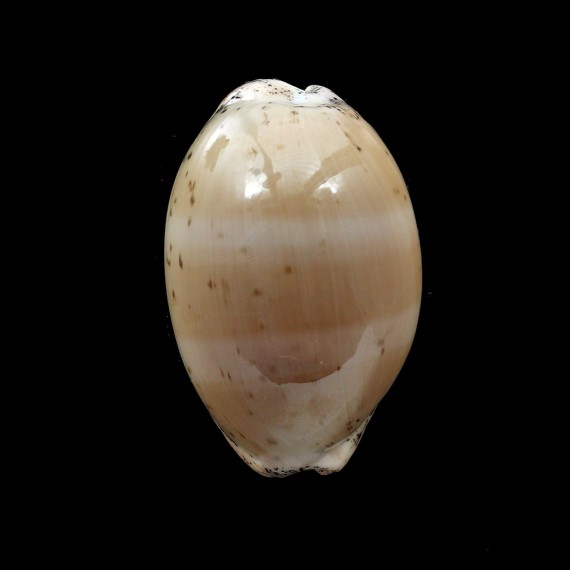 cinerea 35,3mm