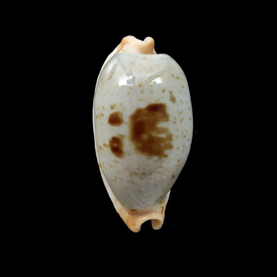 diauges 36,6mm BIG