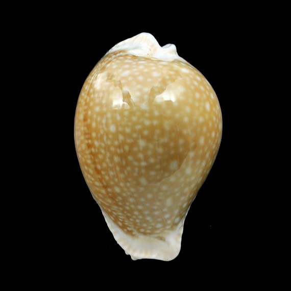 miliaris 51,1mm BIG