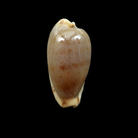 rabaulensis 19,7mm