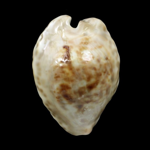 teulerei 55,0mm BIG