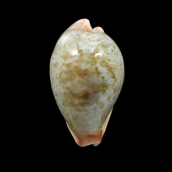 subviridis 39,0mm