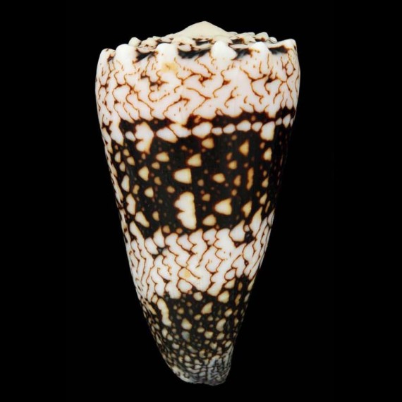 bandanus vidua