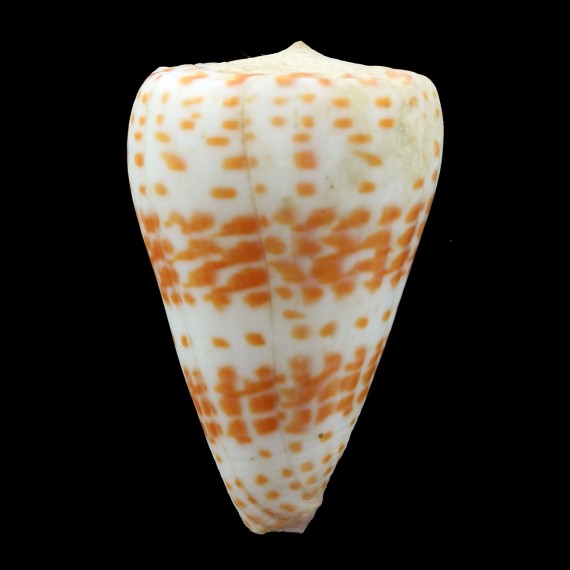 tessulatus 66,2mm BIG