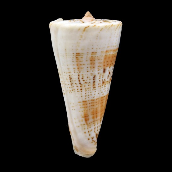 voluminalis macarae 62,4mm