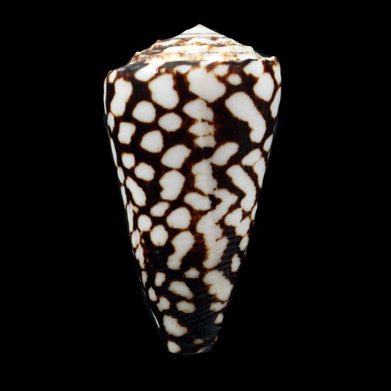 marmoreus crosseanus 60,0mm