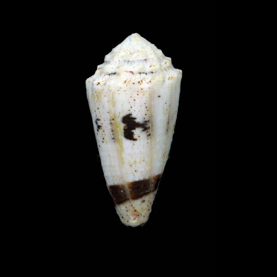 varius 58,2mm BIG