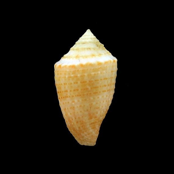 henckesi 16,7mm