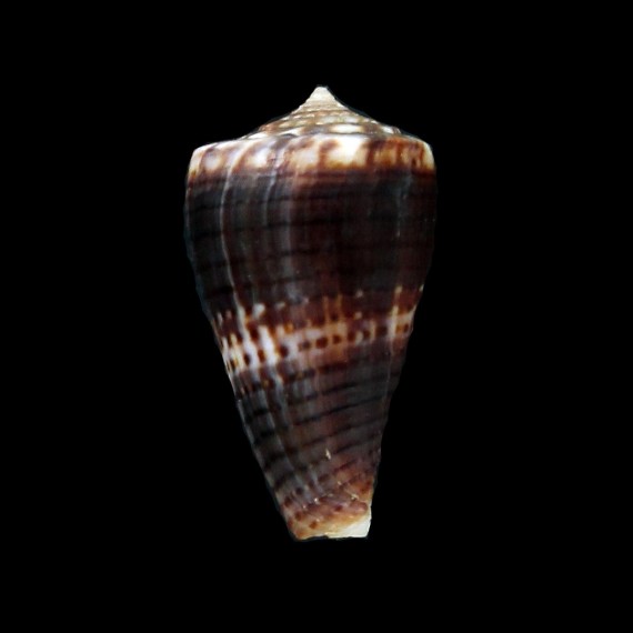 exiguus bougei 26,5mm