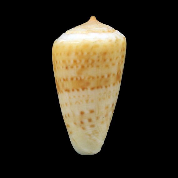 infrenatus 29,2mm