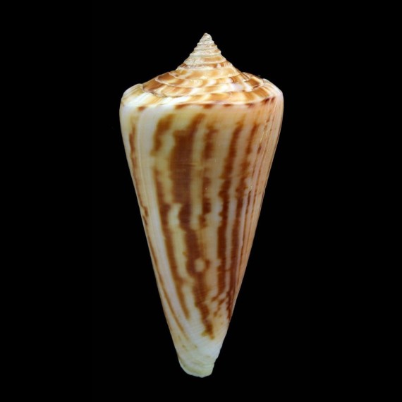 virgatus 62,7mm