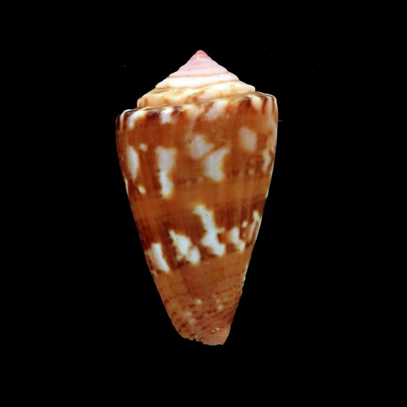 brasiliensis 23,0mm