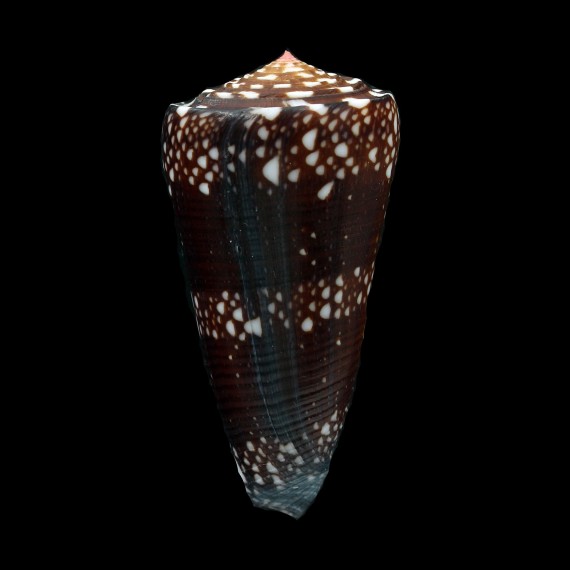 nobilis giselleleae 55,2mm DARK