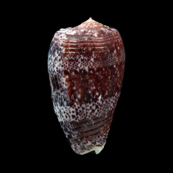 adamsonii 46,3mm SPLENDID