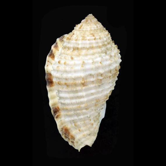 grande 76,2mm GIANT