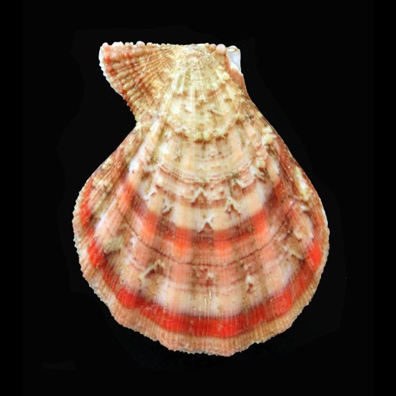 pesfelis 60,0mm