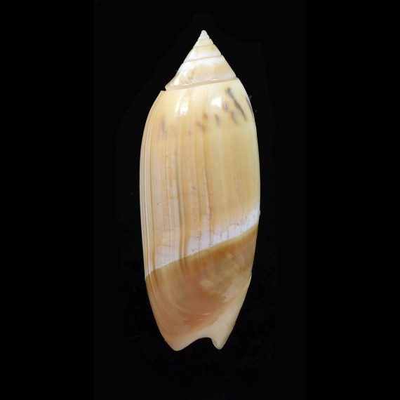 acuminata 53,2mm