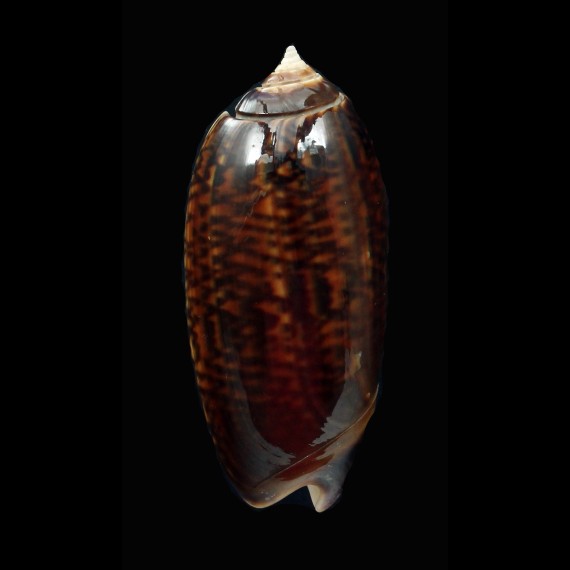 irisans 50,8mm DARK