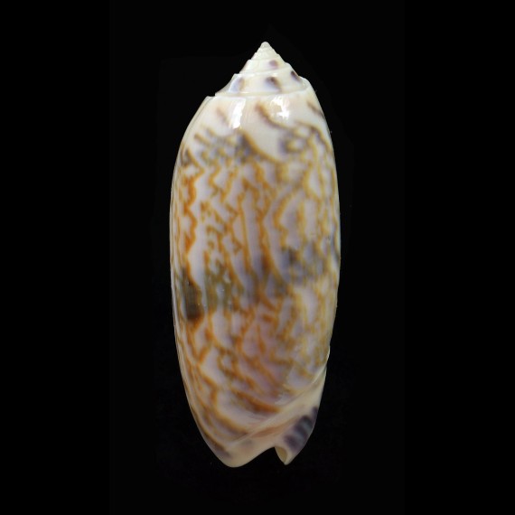miniacea efasciata 53,8mm