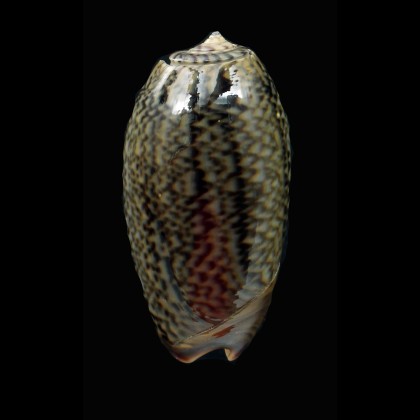 reticulata azona 43,5mm DARK